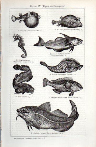 LAMINA V49696: Tipos morfologicos de peces IV