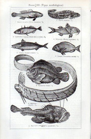 LAMINA V49695: Tipos morfologicos de peces III