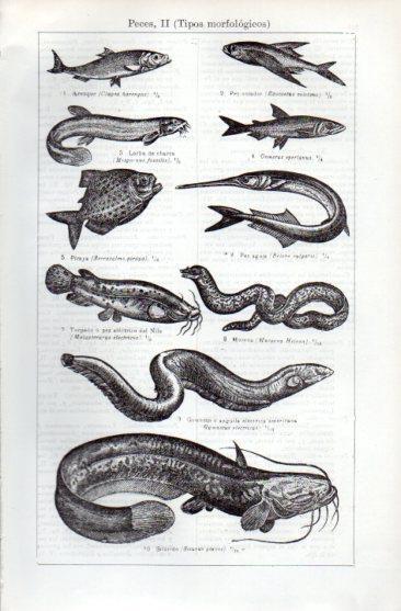 LAMINA V49694: Tipos morfologicos de peces II