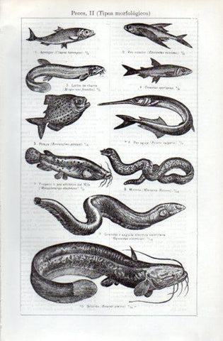 LAMINA V49694: Tipos morfologicos de peces II