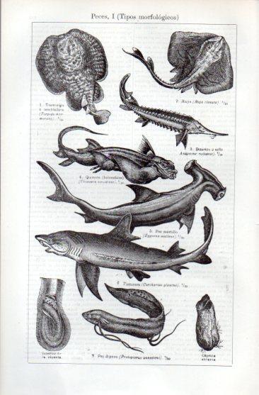 LAMINA V49693: Tipos morfologicos de peces I