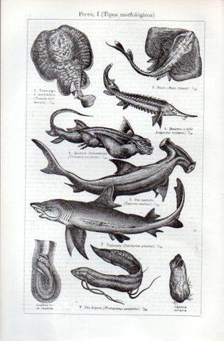 LAMINA V49693: Tipos morfologicos de peces I