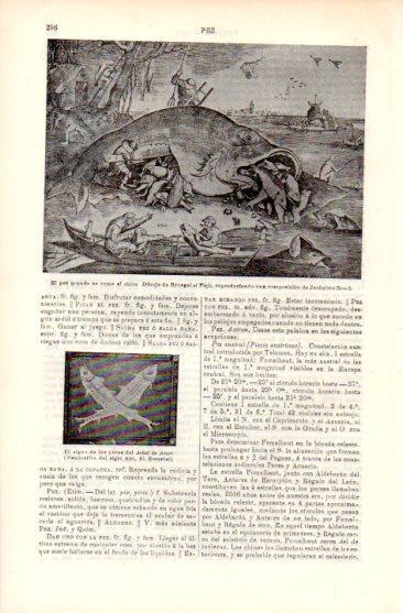 LAMINA V49691: El pez grande se come al viejo por Bruegel el Viejo