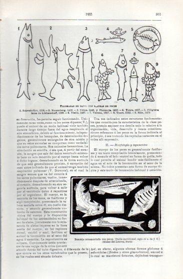 LAMINA V49690: Filigranas de papel con figuras de peces