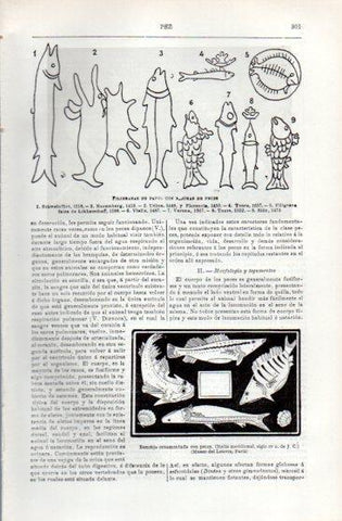 LAMINA V49690: Filigranas de papel con figuras de peces