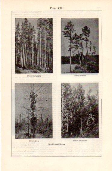 LAMINA V49785: Pinus de America del Norte