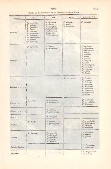 LAMINA V49781: Distribucion de las especies del genero Pinus