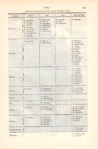 LAMINA V49781: Distribucion de las especies del genero Pinus