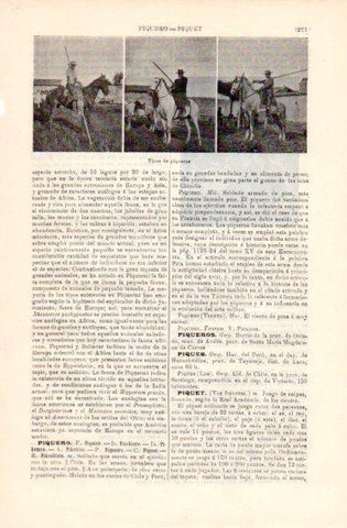 LAMINA V49804: Tipos de piqueros