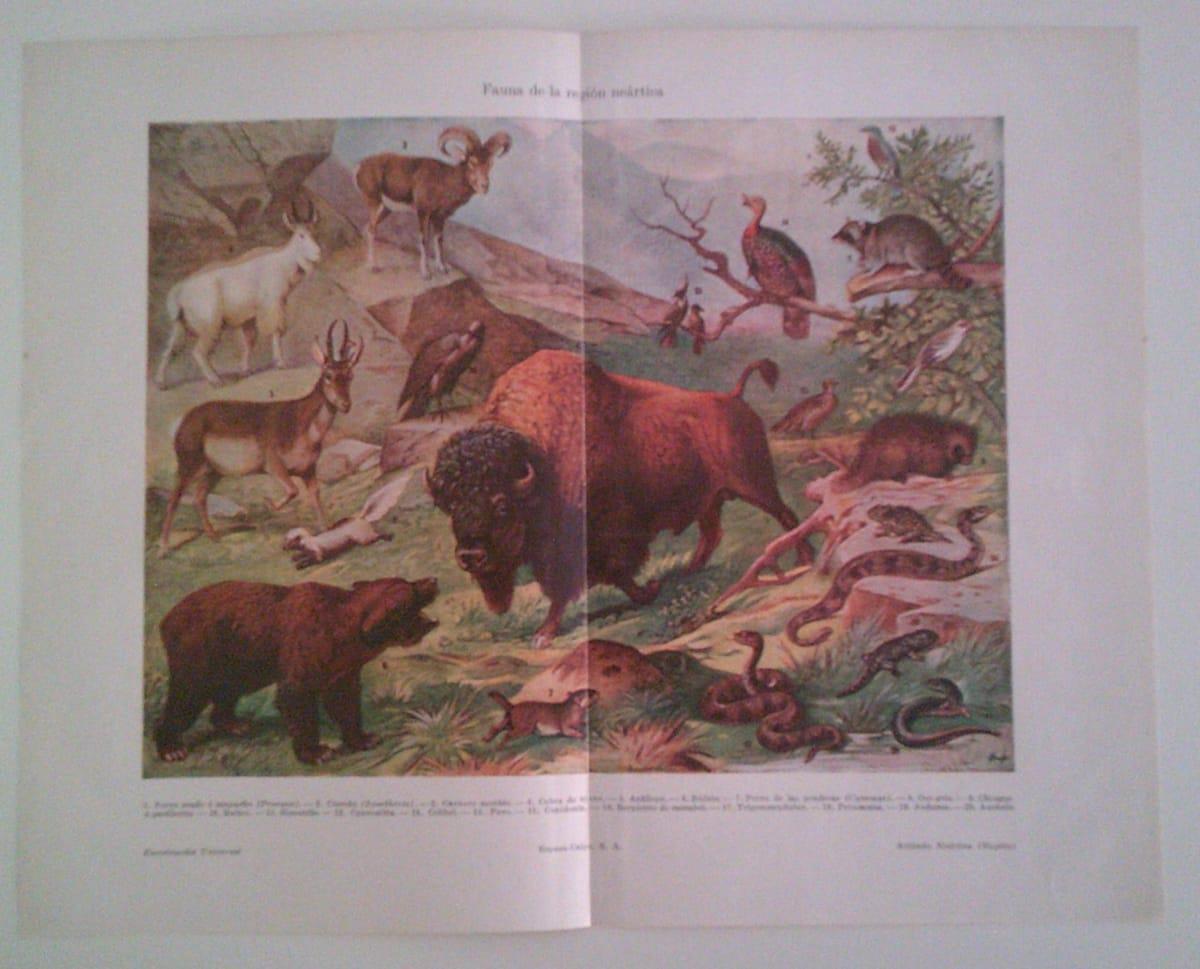LAMINA ESPASA 40143: Fauna de la region neartica