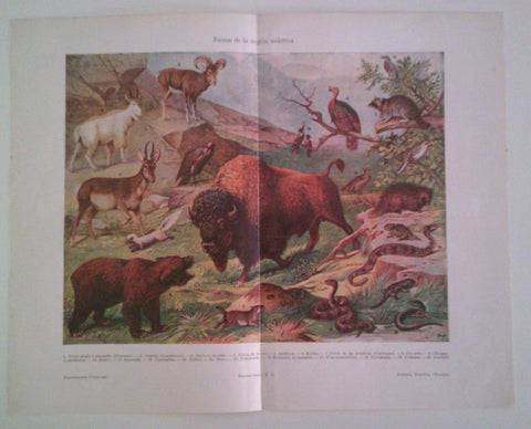LAMINA ESPASA 40143: Fauna de la region neartica