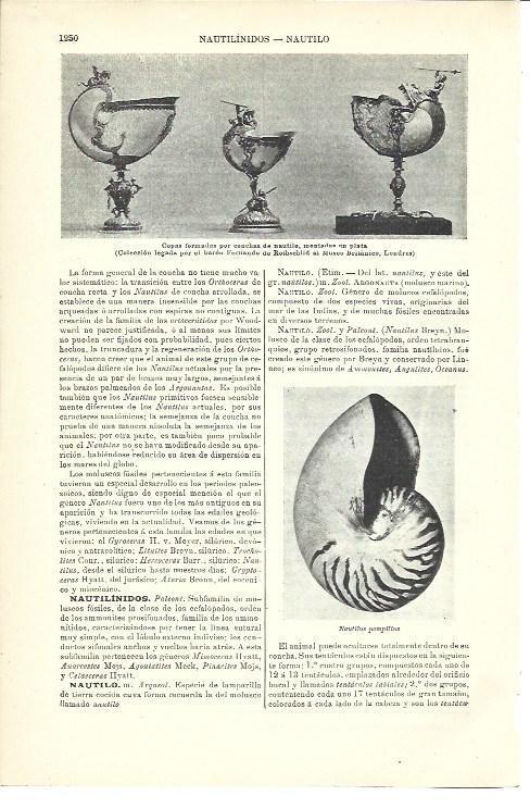 LAMINA ESPASA 40117: Copas hechas por conchas de nautilo