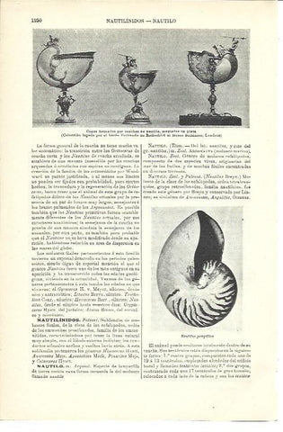 LAMINA ESPASA 40117: Copas hechas por conchas de nautilo