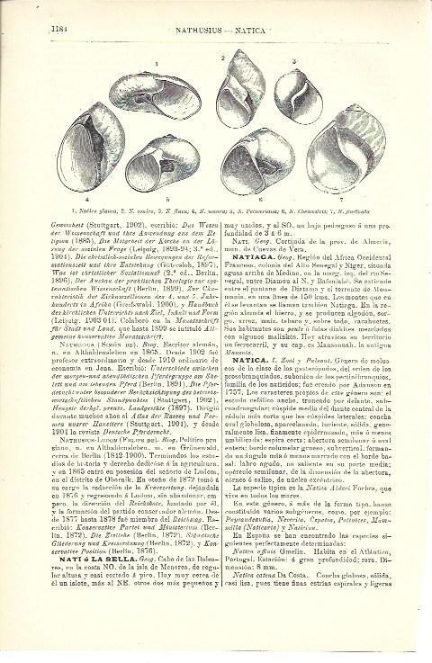 LAMINA ESPASA 40110: Especies de natica