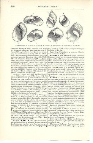 LAMINA ESPASA 40110: Especies de natica