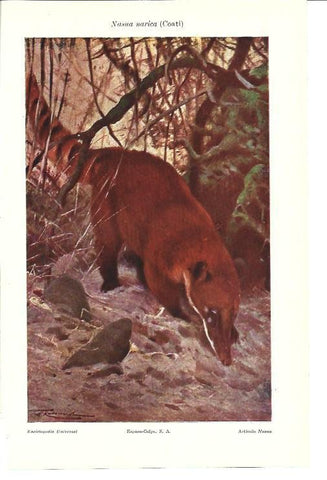 LAMINA ESPASA 40108: Coati