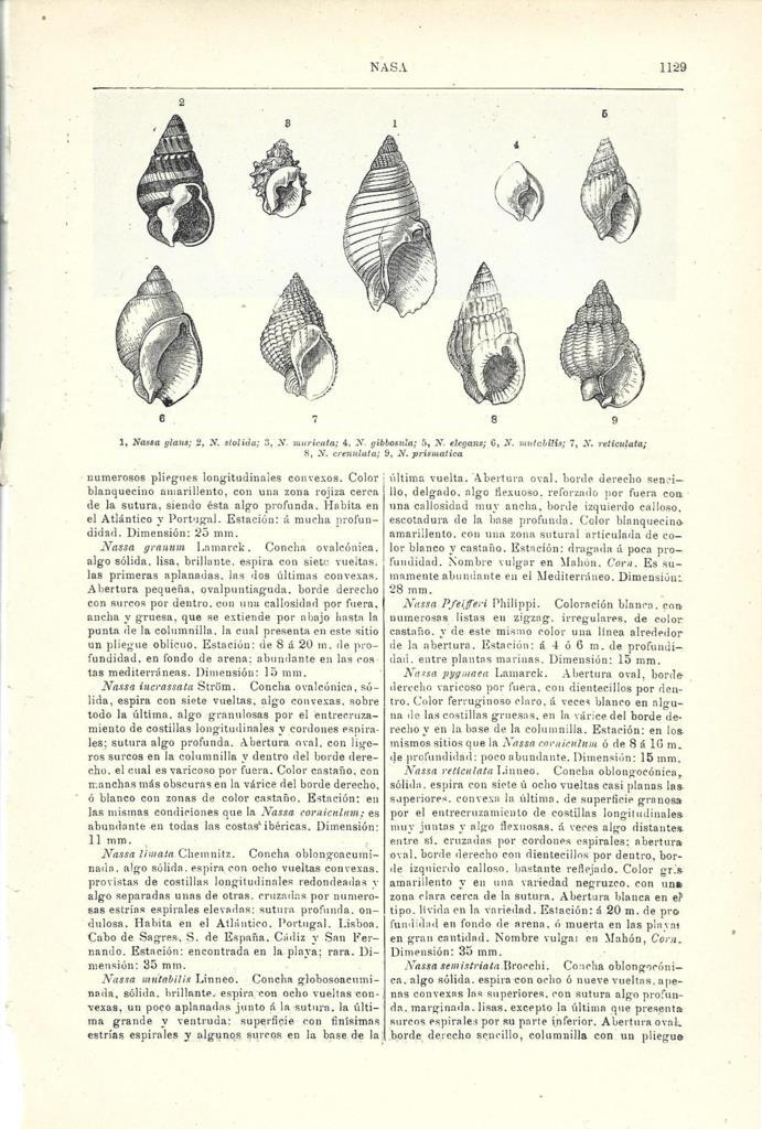 LAMINA ESPASA 40104: Especies de nasa