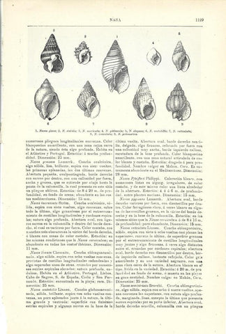 LAMINA ESPASA 40104: Especies de nasa