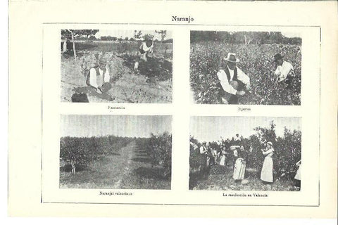 LAMINA ESPASA 40097: Campos de naranjo