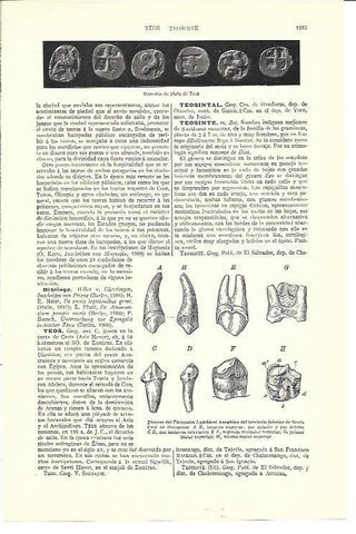LAMINA ESPASA 40222: Monedas de plata de Teos y dientes de Theosodon Lydekkeri