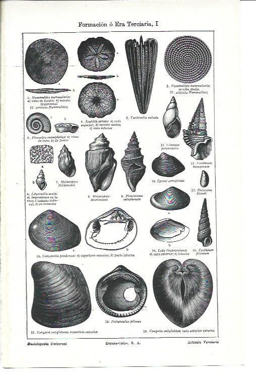 LAMINA ESPASA 40229: Crustaceos de la era Terciaria