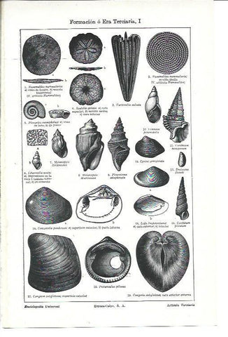 LAMINA ESPASA 40229: Crustaceos de la era Terciaria