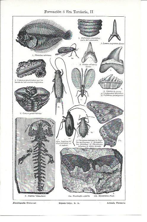 LAMINA ESPASA 40230: Animales de la era Terciaria