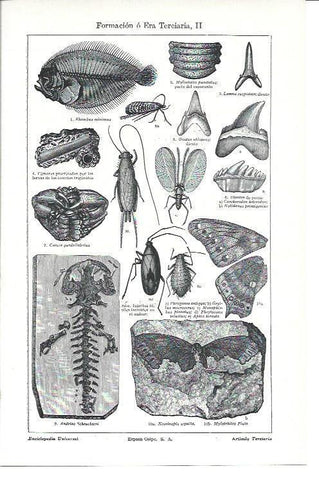 LAMINA ESPASA 40230: Animales de la era Terciaria