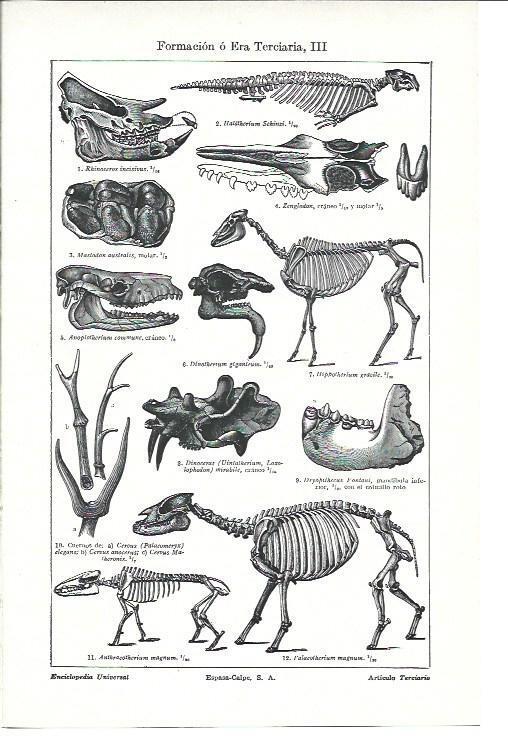 LAMINA ESPASA 40231: Esqueletos de la era Terciaria