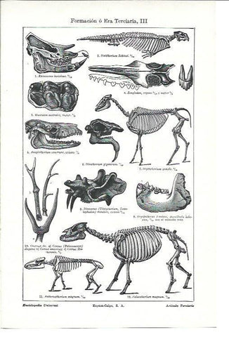 LAMINA ESPASA 40231: Esqueletos de la era Terciaria
