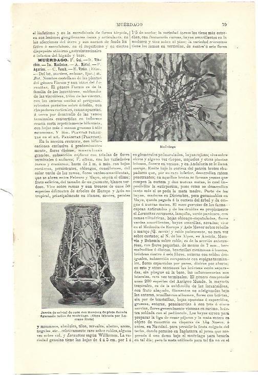 LAMINA ESPASA 39864: Muerdago