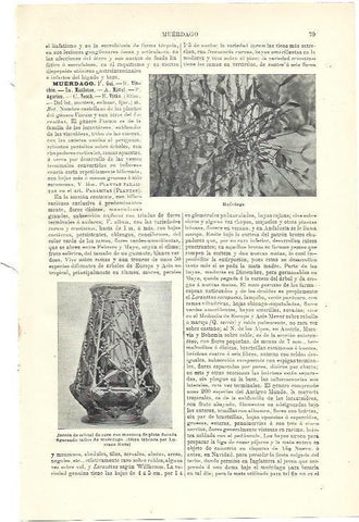 LAMINA ESPASA 39864: Muerdago