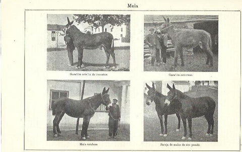 LAMINA ESPASA 39900: Tipos de mulas