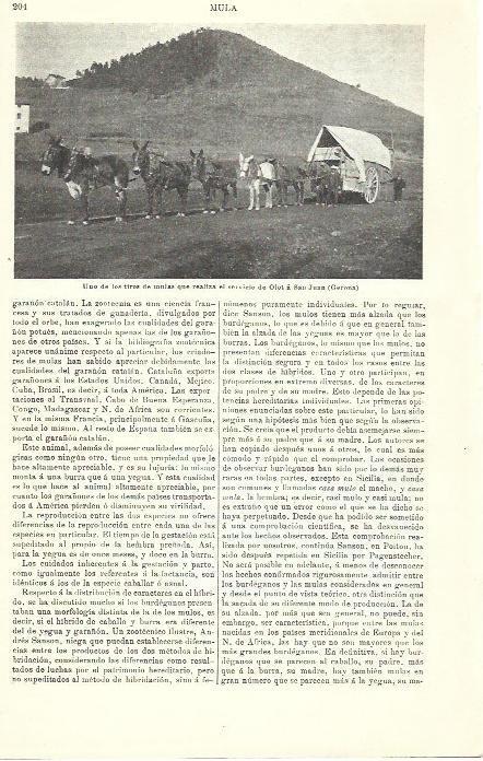 LAMINA ESPASA 39899: Tiro de mulas que realiza el trayecto Olot a Sant Joan, Girona