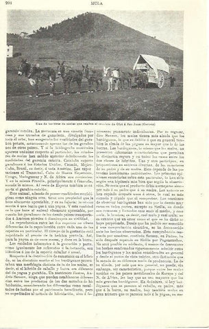LAMINA ESPASA 39899: Tiro de mulas que realiza el trayecto Olot a Sant Joan, Girona