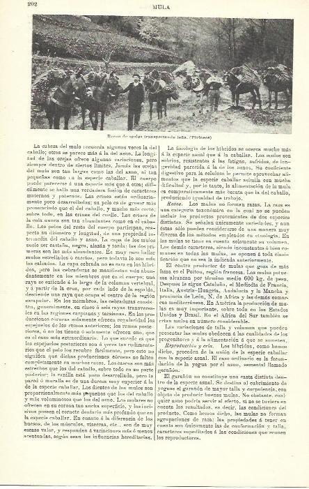 LAMINA ESPASA 39898: Mulos transportando leña en los Pirineos