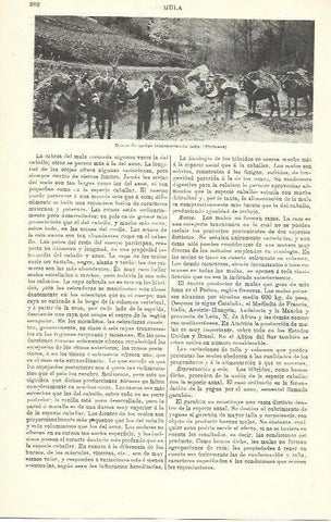 LAMINA ESPASA 39898: Mulos transportando leña en los Pirineos