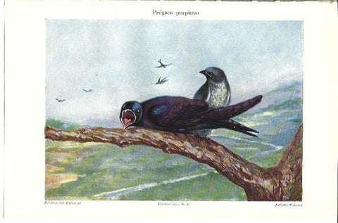 LAMINA ESPASA 39793: Progneo purpureo