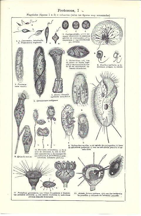 LAMINA ESPASA 39810: Protozoos 