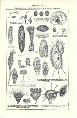 LAMINA ESPASA 39810: Protozoos 