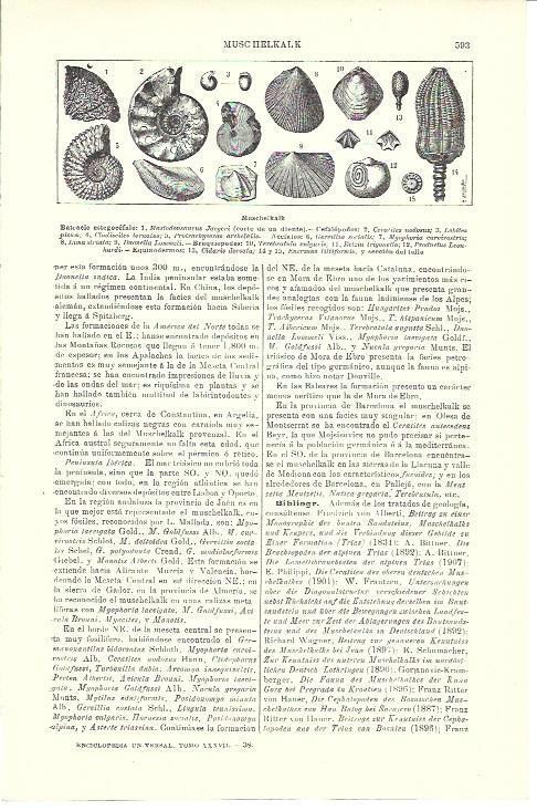 LAMINA ESPASA 39997: Muschelkalk