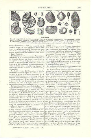 LAMINA ESPASA 39997: Muschelkalk