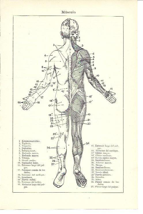 LAMINA ESPASA 39996: Musculos traseros del cuerpo humano