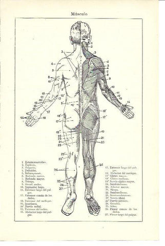 LAMINA ESPASA 39996: Musculos traseros del cuerpo humano