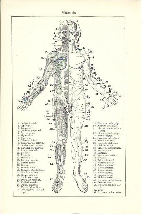 LAMINA ESPASA 39995: Musculos frontales del cuerpo humano