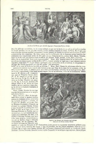 LAMINA ESPASA 39993: Apolo y las Musas, por Appiani