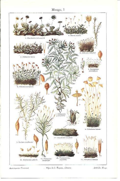 LAMINA ESPASA 40010: Especies de musgo