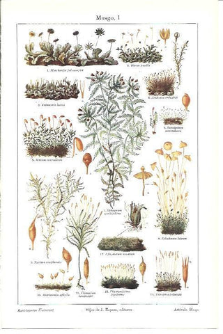 LAMINA ESPASA 40010: Especies de musgo