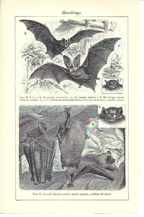 LAMINA ESPASA 39971: Especies de murcielagos
