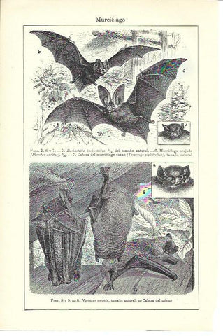 LAMINA ESPASA 39971: Especies de murcielagos